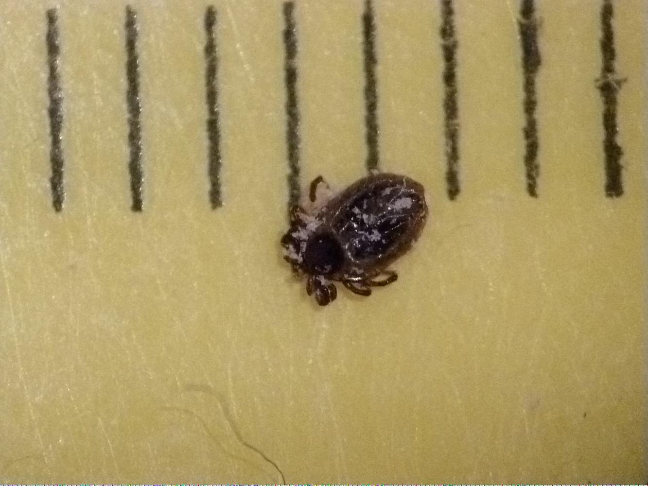 Ixodes ricinus, vero?   Molto probabile !!!